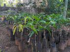 Ton Jc Mango Plants