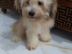 Toodle Puppy
