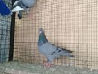 Pigeon