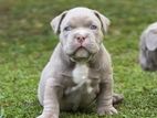 Top quality American Bully puppies
