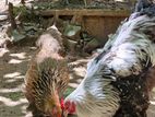 Brahma Chicks