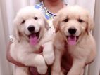 Golden Retriever Female Puppies