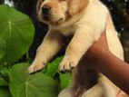 Labrador Female Puppy