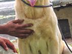 Top Quality Labrador for Crossing (stud)
