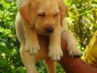 Top Quality Labrador Puppies