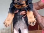 Rottweiler Puppys