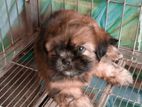 Quality Shih Tzu Female Puppy