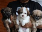 Shih Tzu Puppies
