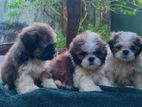 top quality shih tzu puppy