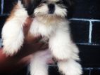 Shi Tzu Puppy