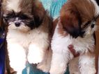 Shih Tzu Puppy