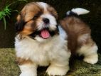 Shih Tzu Puppy