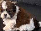 Shih Tzu Puppy