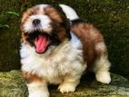 Top quality shih tzu puppy