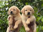 Labrador Puppies