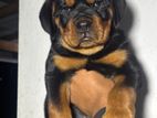 Rottweiler Dog