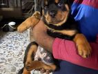 Rottweiler Male