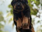 Rottweiler Male