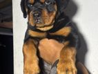 Rottweiler Puppy