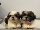 Top Qulity Shih tzu
