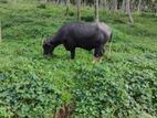 Male Buffalo