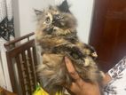 Tortoiseshell Persian Cat