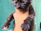 Tortoiseshell Persian Kitten