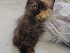 Tortoiseshell Persian Kittens