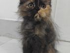 Tortoiseshell Pure Persian Kitten