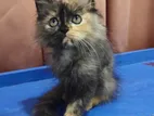 Tortoiseshell Pure Persian Kitten