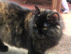 Tortoiseshell Cat