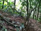 Tourism Commercial Land for Sale