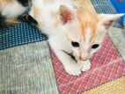 Kittens for Kind Home