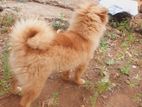 toy pomeranian dog