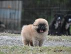 Toy Pomeranian