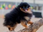Pomeranian Puppies