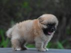 Toy Pomeranian Puppies