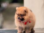 Toy Pomeranian Puppies