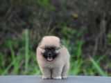 Toy Pomeranian Puppies