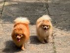 toy pomeranian puppy