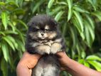 Toy Pomereniyan Puppies