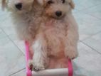 Toy Poodle Puppy