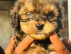 Toy Poodle