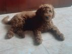 Toy Poodle for Crossing