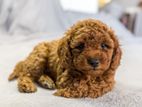 Toy Poodle Dog Puppies