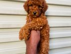 Toy Poodle Dog Puppy( dauble side imported)