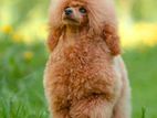 Toy Poodle Female Puppy