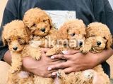 Toy Poodle Female Puppy