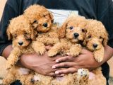 Toy Poodle Female Puppies