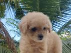 Toy Poodle Female Puppy